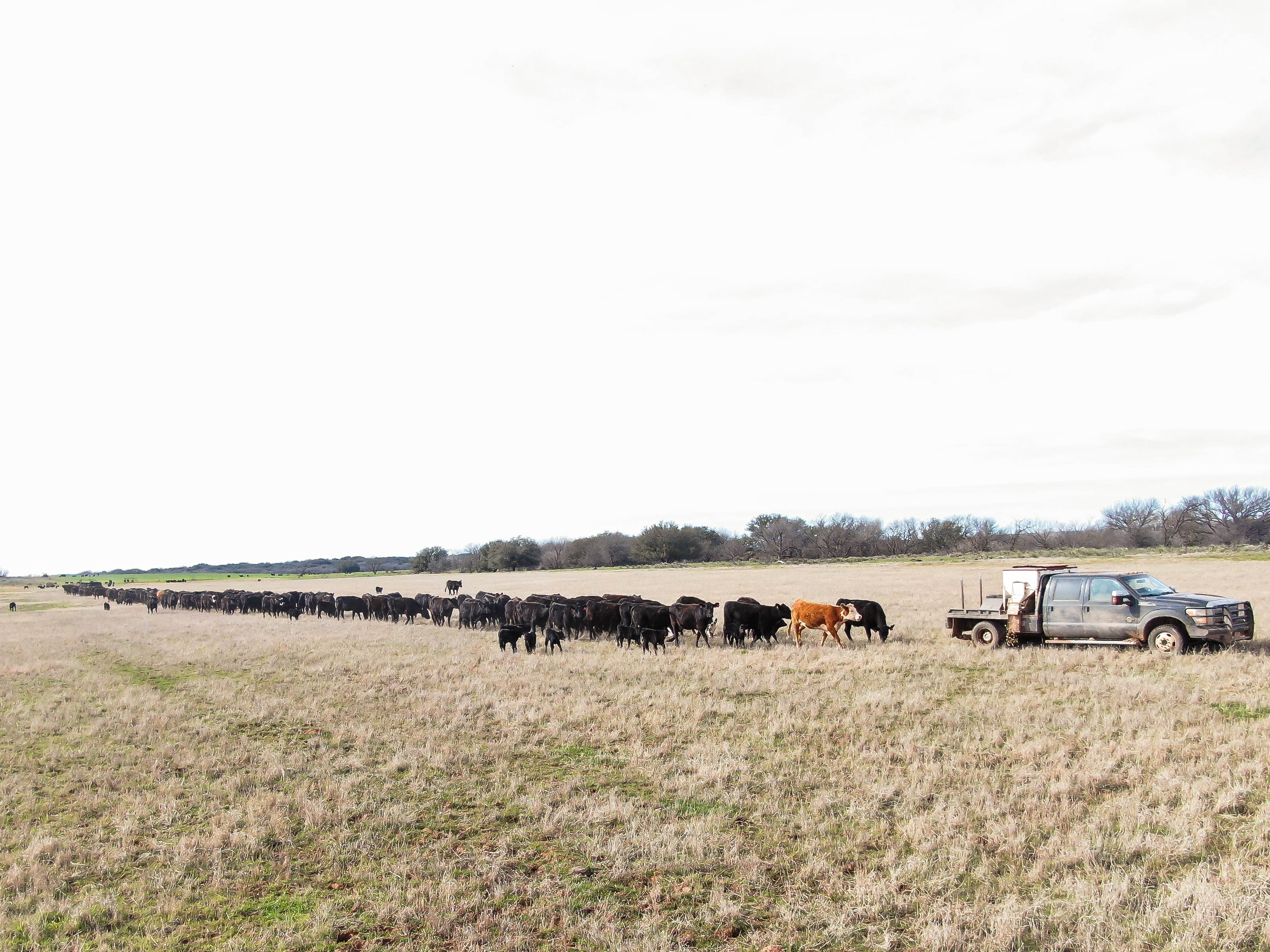 Trip Hopper DJI 0198.jpg